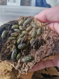Animapode