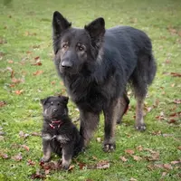Les Loups de la Banège