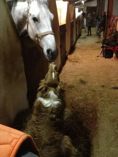 Poney Club de Charlas