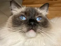Chatterie des Royal Tea’z