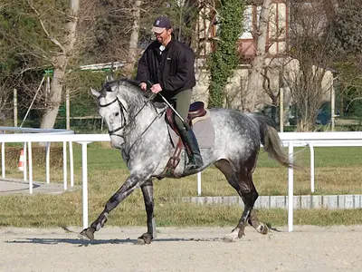 Ecuries Yann Catier