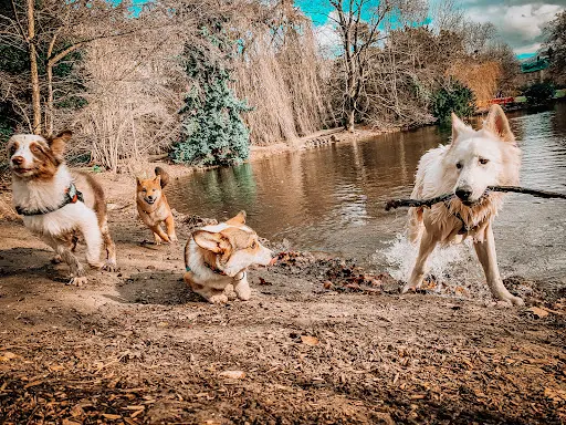 Happy Good Dog