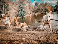 Happy Good Dog