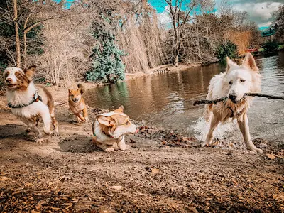 Happy Good Dog