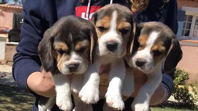 De l'Esprit du Carbonado : Élevage et Vente de Chiots Beagle et Whippet (var - Paca)