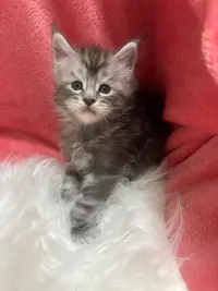 Chatterie Jonoxie Bouches-du-rhônes - Élevage de Maine Coon Dans le 13