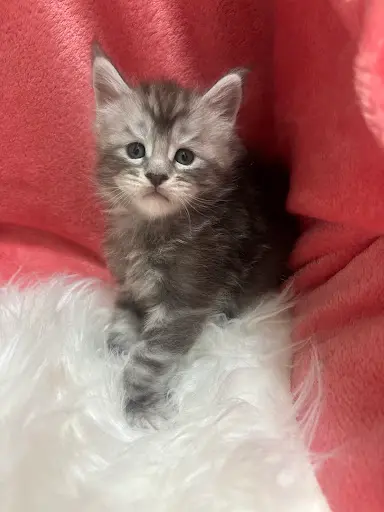 Chatterie Jonoxie Bouches-du-rhônes - Élevage de Maine Coon Dans le 13