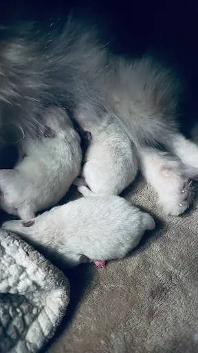 Élevage Spitz Nain du Rêve Dednassilem