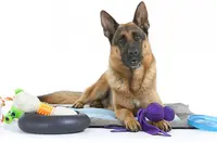 Isa Pets Services Éducateur / Comportementaliste Canin