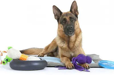 Isa Pets Services Éducateur / Comportementaliste Canin