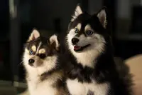 La Légende de Platon – Élevage de Chihuahuas À Poil Long & Pomskys Miniatures en Bretagne (plaudren)