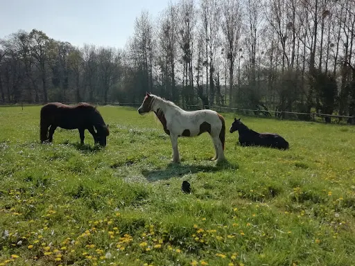 Accompagnement Assisté Par le Cheval (anita David)