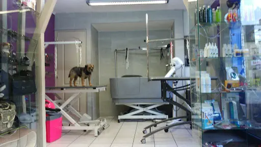 Styl Animal