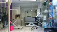 Styl Animal