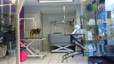 Styl Animal