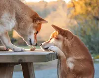Elevage de Sibirska Utopia - Shiba Inu