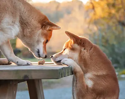 Elevage de Sibirska Utopia - Shiba Inu