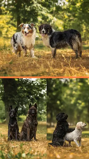 Le Pays des Loups Bretons