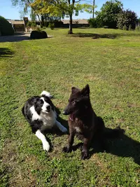 Kld Éducateur Canin