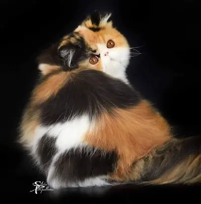 Elevage de Chats Persan Chatterie du Lys de Cristal