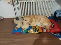 Le Car Os au Poil, Labellisé Daata Toilettage Pour Chiens et Chats
