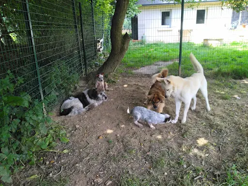 Pension Canine de Viknane