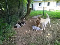 Pension Canine de Viknane
