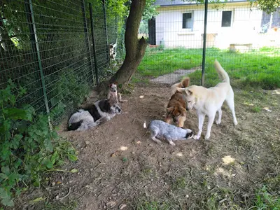 Pension Canine de Viknane