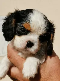 Les Cavaliers de Guerveur : Élevage de Chien Cavalier King Charles Dans le Finistère, en Bretagne