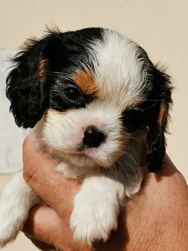 Les Cavaliers de Guerveur : Élevage de Chien Cavalier King Charles Dans le Finistère, en Bretagne