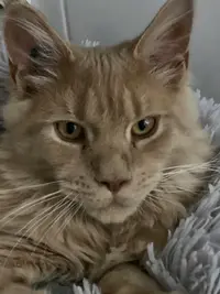 Chatterie de Ker Dour Coon - Ploemeur