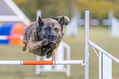 Club Canin de Ploemeur Breizh Cool Dogz