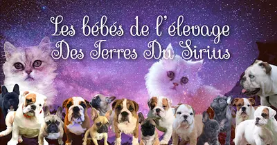 Des Terres du Sirius