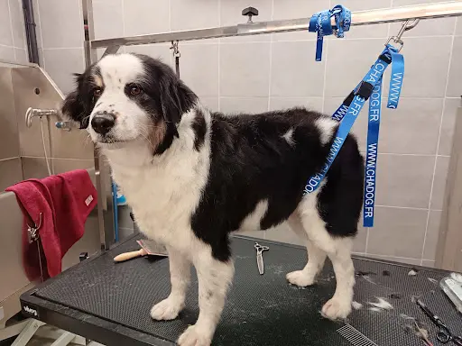 Toutou Beau