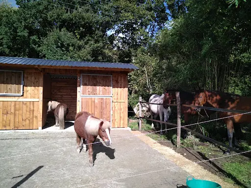 Écurie Active les Crins de Gaïa - Pension Cheval