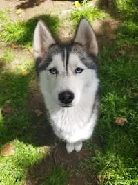 Pomsky du Bout du Monde