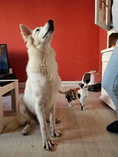 Psy Co Canin