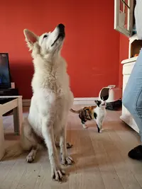 Psy Co Canin
