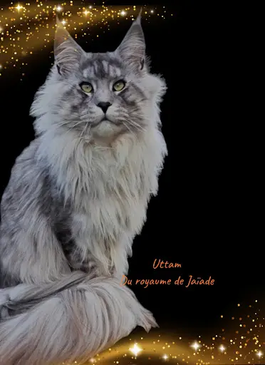 Chatterie des Patounes Salixia ( Maine Coon Poly et Non Poly )