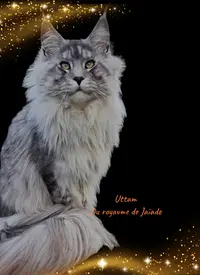 Chatterie des Patounes Salixia ( Maine Coon Poly et Non Poly )