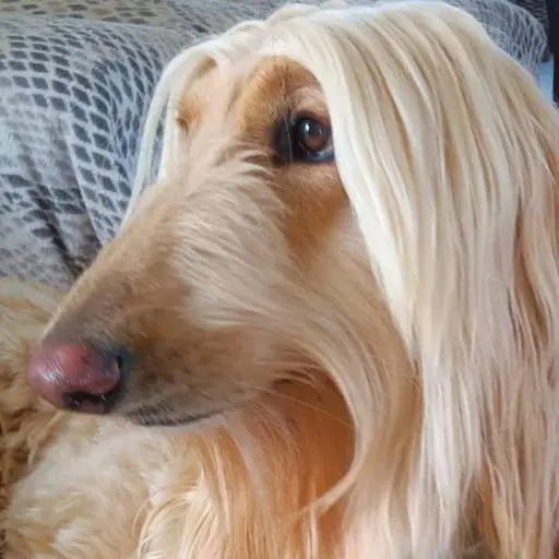 Esthe Ty Chien