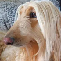 Esthe Ty Chien