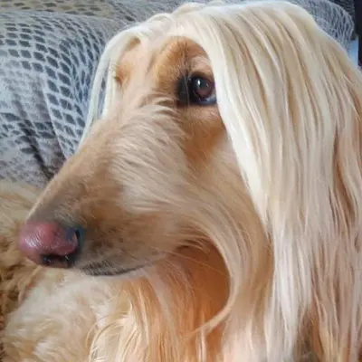 Esthe Ty Chien