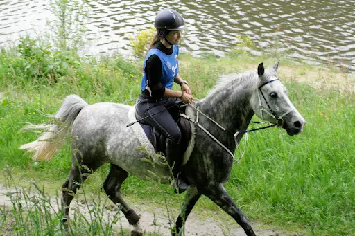 Kezeg Argoat . Élevage de Chevaux - Gîte Rural
