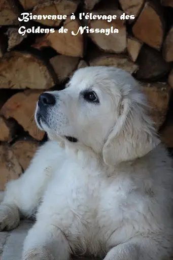Élevage de Golden Retriever Golden de Nissayla