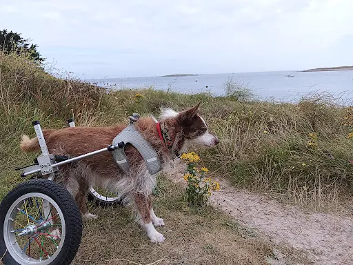 Dog-odyssee