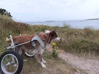 Dog-odyssee