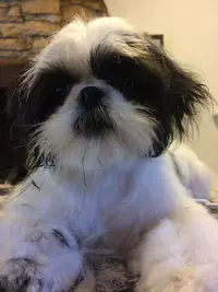 Histoire de Chiens