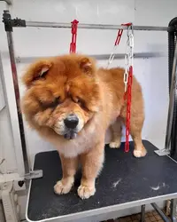 Pattes À Plouff