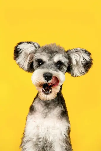Elle Dog